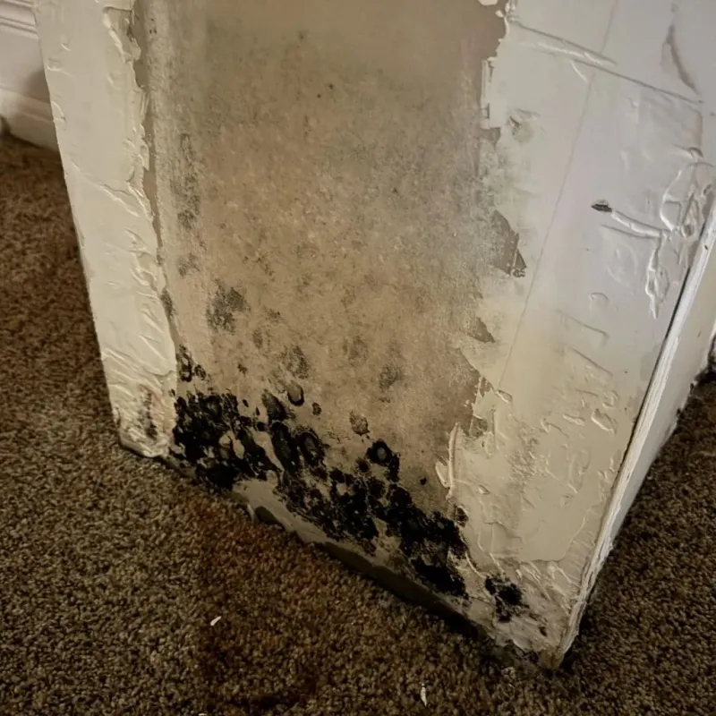 Professional Mold Removal in Coatesville, PA